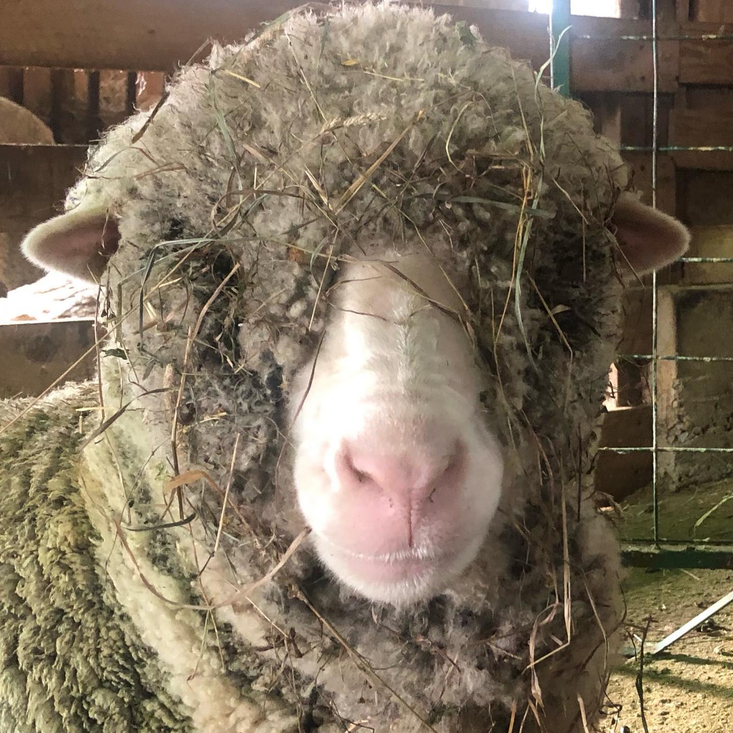 Sheep reared in Lana Plantae Alpaca and Sheep Farm