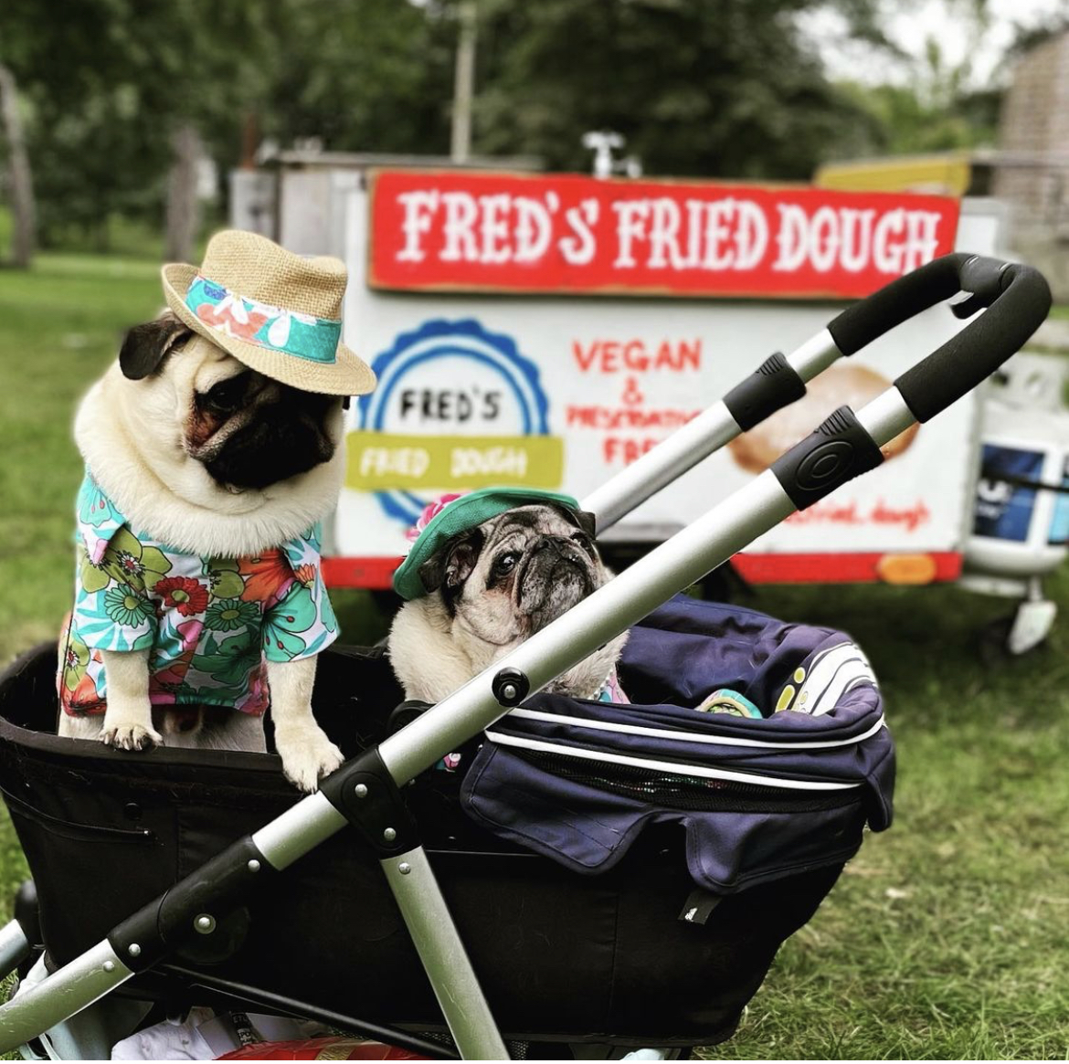 Dog patiently waiting for the Fred's Fried Dough